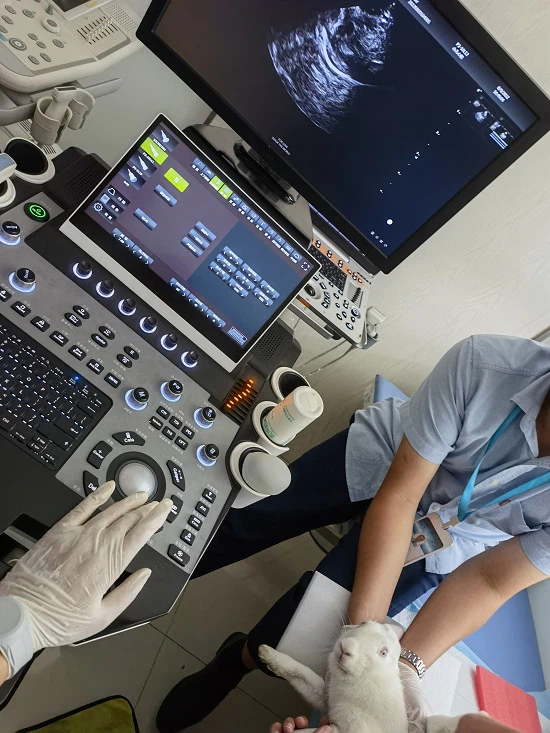 animal ultrasound for ribbit-heart